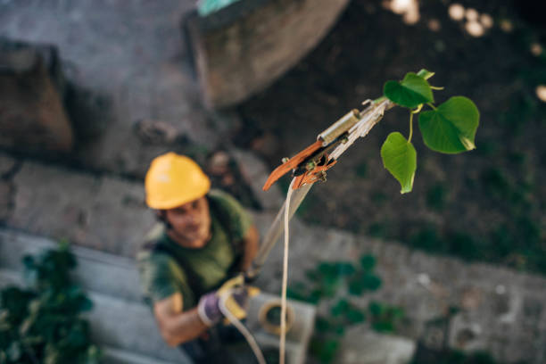 Gunbarrel, CO Tree Removal Company