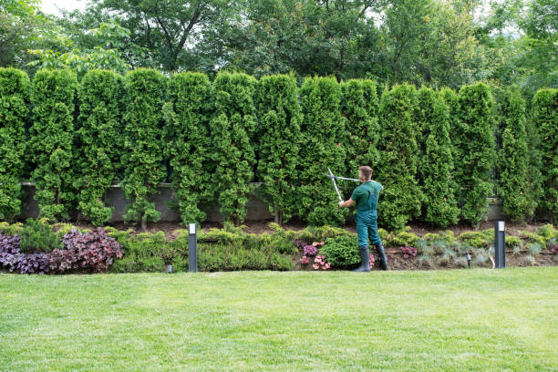 Best Tree Maintenance Programs  in Gunbarrel, CO