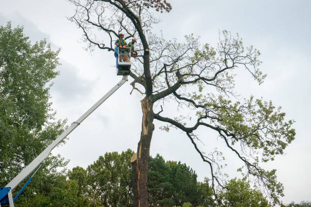 Best Tree Disease Treatment  in Gunbarrel, CO