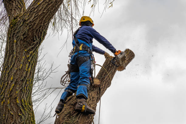 Best Emergency Tree Removal  in Gunbarrel, CO