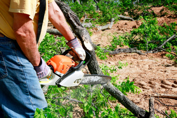 Best Grass Overseeding  in Gunbarrel, CO